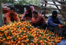 किसानले माघ लागेपछि बल्ल सुन्तला टिप्न थाले