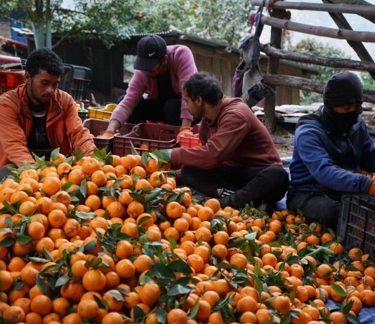 किसानले माघ लागेपछि बल्ल सुन्तला टिप्न थाले