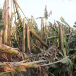 चितवनमा हुरीका कारण केरामा क्षति