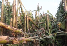 चितवनमा हुरीका कारण केरामा क्षति