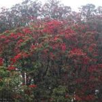 गोरखाको अजिरकोट गाउँपालिकाले लालिगुराँस टिप्नेलाई कारबाही गर्ने