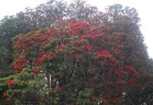 गोरखाको अजिरकोट गाउँपालिकाले लालिगुराँस टिप्नेलाई कारबाही गर्ने