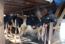 वडाअध्यक्ष नै व्यावसायिक गाईपालनमा