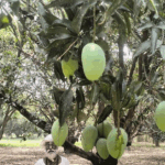 हुरीले आँपको चिचिला झारेपछि किसान चिन्तित