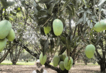 हुरीले आँपको चिचिला झारेपछि किसान चिन्तित