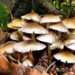 जङ्गली च्याउ खाँदा एक जनाको मृत्यु, दुई जना गम्भीर