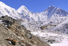 मनास्लु आरोहणको ७० वर्षः आरोहीलाई सम्मान